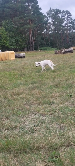 Kleines Powerpaket sucht liebevollen Einzeplatz im Grünen - Beagle-Chihuahua-Jackrussel Bild 5