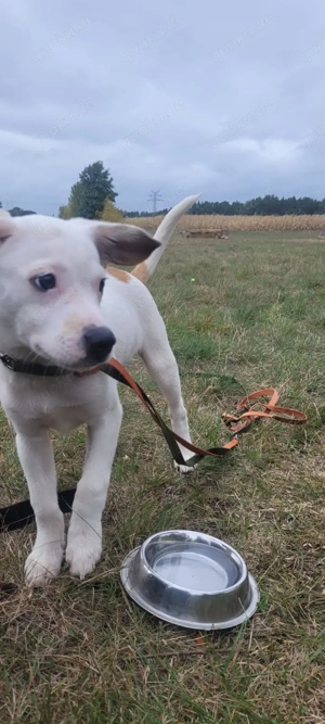 Kleines Powerpaket sucht Einzelplatz in der Natur mit viel Liebe - Beagle-Chihuahua-Jackrussel