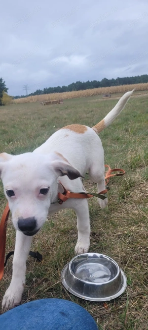 Kleines Powerpaket sucht liebevollen Einzeplatz im Grünen - Beagle-Chihuahua-Jackrussel Bild 6