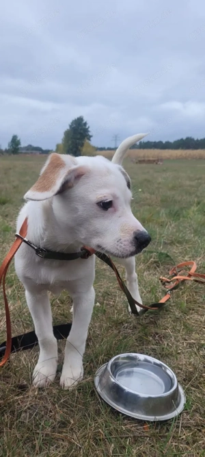 Kleines Powerpaket sucht liebevollen Einzeplatz im Grünen - Beagle-Chihuahua-Jackrussel Bild 2