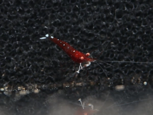 Kardinalsgarnelen OE - Caridina dennerli - Sulawesi Garnelen Bild 5