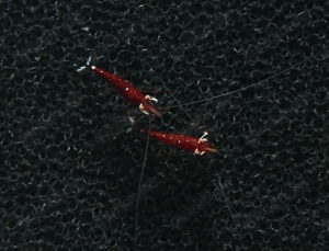 Kardinalsgarnelen OE - Caridina dennerli - Sulawesi Garnelen Bild 3