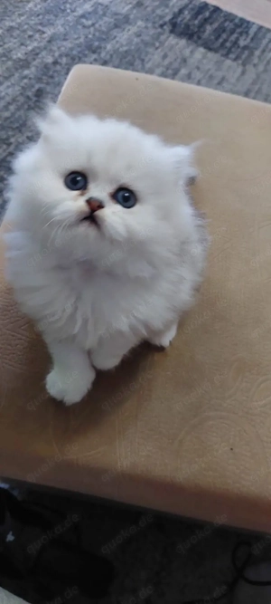 Perser kitten 