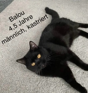 Kater sucht neues Zuhause    
