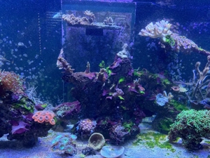 Meerwasser Aquarium Auflösung