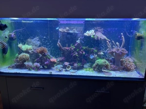 Meerwasser Aquarium Auflösung