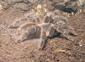  Caribena & Lasiodora