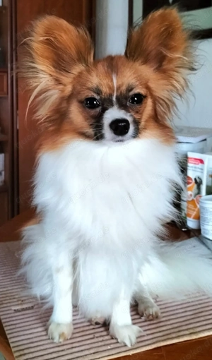 Papillon Hündin Fly sucht ein neues Zuhause 