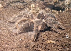 Lasiodora parahybana