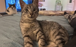 Anhänglicher Schnurrbert: Dein neuer Schatten auf vier Pfoten