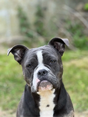 Old English Bulldog Hündin sucht ihren Sofaplatz (OEB)