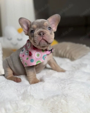 Reinrassige französiche bullys 