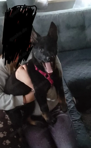 Schäferhund Mädchen 