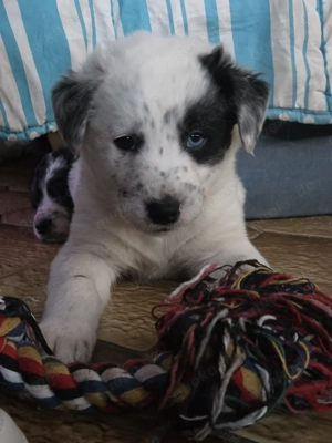 Husky - Border Collie Mix Welpen 