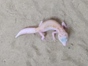 Biete Leopardgecko Weibchen 