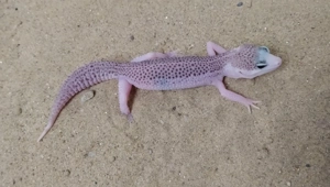 Biete Leopardgecko Weibchen 