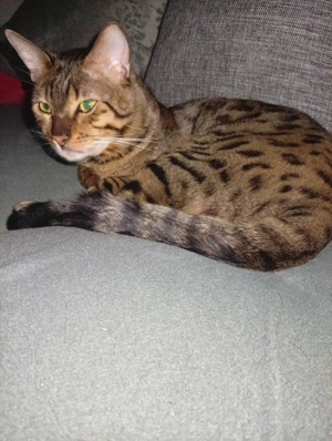 Männlicher Bengalkatze 