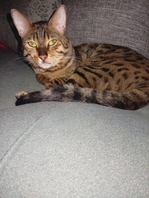 Rein rassiger Bengalkater jung 