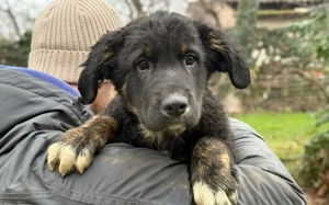 Nase im Wind, Pfoten im Glück - Smokey erkundet bald dein Zuhause?