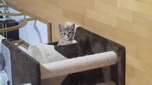 Kater 6 Monate alt sucht neue Zuhause