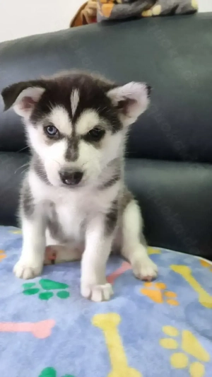 Husky welpe Rüde mit 2 verschiedenen Augen Farben 