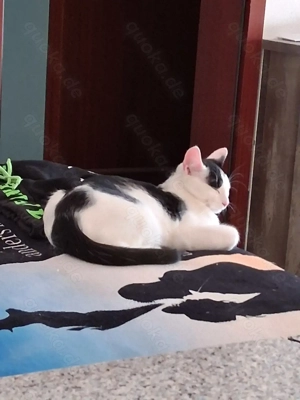 Katzer zu verschenken 