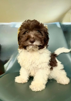 Pudel&Havaneser Welpe,  Harlekin Schoko