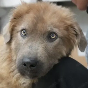 Franklyn, geb. ca. 06 2025, lebt in GRIECHENLAND, auf einer privaten Pflegestelle