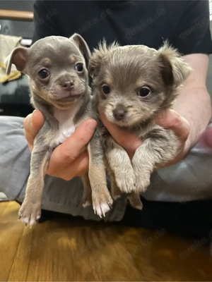 Zwei Chihuahua Welpe in Blu and tan Hündin langhaar Rüde kurzhaar 