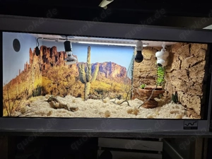 Hakennasennatter weiblich