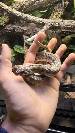 Arctic Conda 50%ph Toffeeglow Hakennasennatter Weibchen