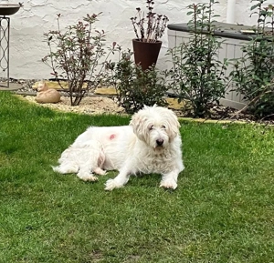 Hundebetreuung in Zeiskam   Bellheim gesucht