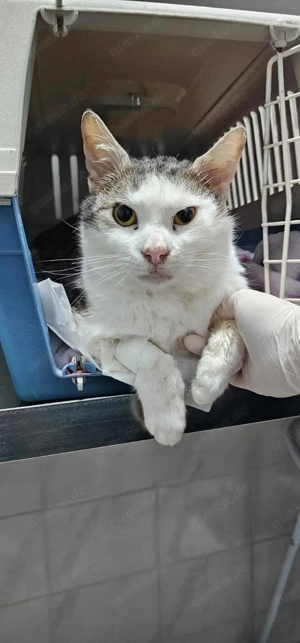 Freundlicher Tom sucht dringenst sein warmes Für-Immer-Zuhause Bild 2