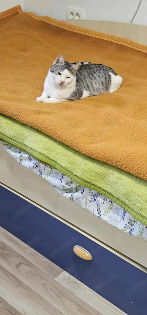 Freundlicher Tom sucht dringenst sein warmes Für-Immer-Zuhause Bild 3