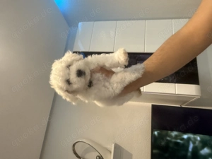 Zwei Bishon Friese suchen ihr neues freundliches Zuhause