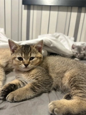 Wunderschöne Britisch Kurzhaar Babykitten   2 Monate alt   4 Mädchen     