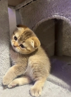 Wunderschöne Britisch Kurzhaar Babykitten   2 Monate alt   4 Mädchen     