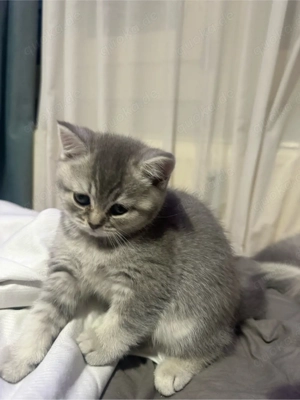 Wunderschöne Britisch Kurzhaar Babykitten   2 Monate alt   4 Mädchen     