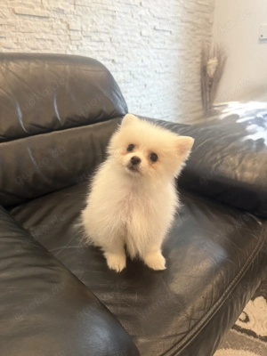 Pomeranian Teddy ist auf der Suche nach seinen neuen Zuhause