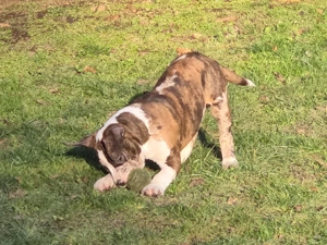 American Bullys xl Hündinnen