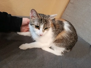 tricolor katze 9 Monate alt