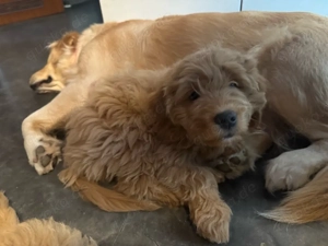 Goldendoodle Golden Retriever  Toy Pudel Mix 
