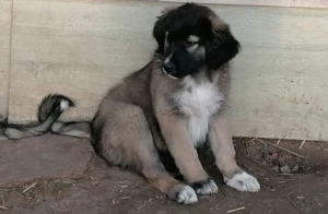 Kangal und Bucovina Mix Mädchen 