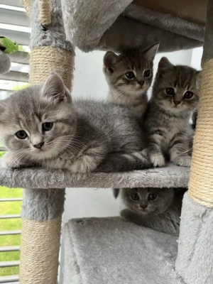  5 Monate alt! Britisch Kurzhaar silver tabby Babykatzen 