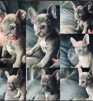 französische Bulldogge Deckrüde Blue Fown Bild 9