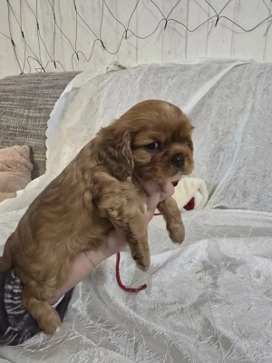 Traumhafte Cavalier King Charles Spaniel Welpen   jetzt reservieren