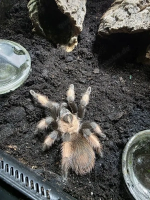 Vogelspinne 0.1 Brachypelma emilia