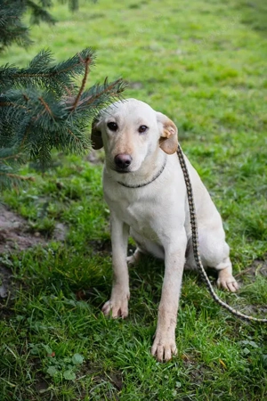 *DESIREE* ist eine schüchterne und sanfte Hündin