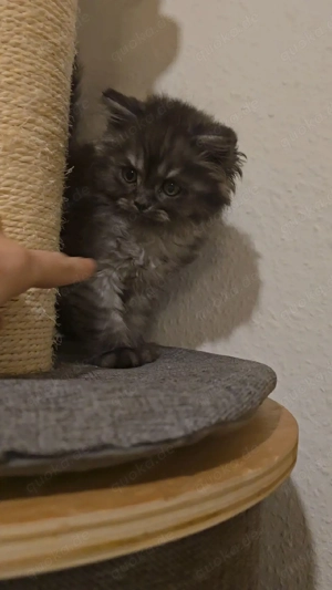 Letzte Mädchen BLH Mix Bild 4