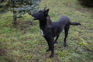 *MATTHIAS* - ein schwarzer Schäferhund Mischling wartet auf seine Familie